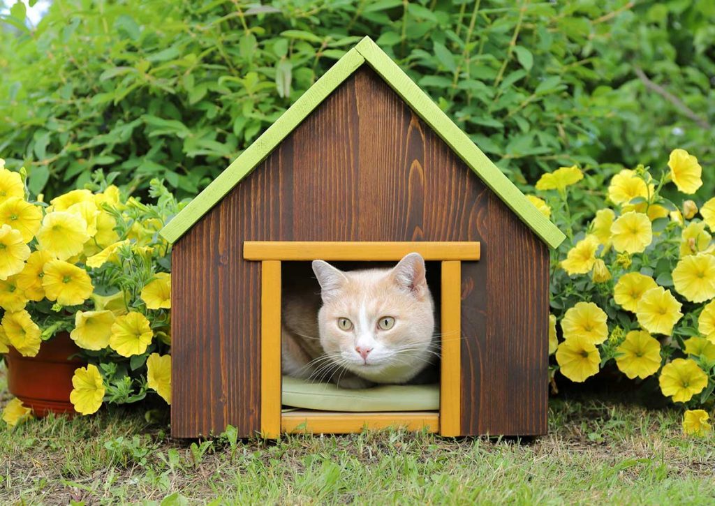 Créer un espace extérieur agréable pour votre chat : un véritable havre de paix