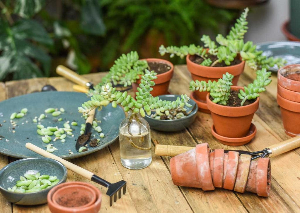 Outils pour jardiner en conteneurs : simplifiez l’entretien de vos plantes