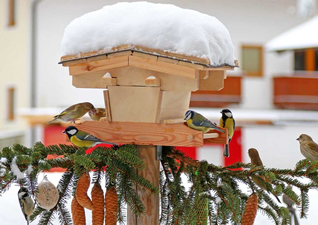 Créez un paradis pour les oiseaux dans votre jardin : nichoirs et mangeoires
